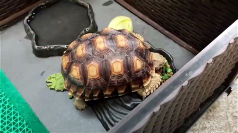 水龜|「水龜飼養教學」水龜飼養環境 新手烏龜飼養技巧! 新。